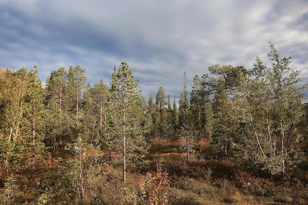 autumn taiga forest landscape, nature view fall in the mountains