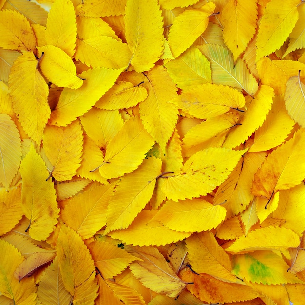 Photo autumn texture