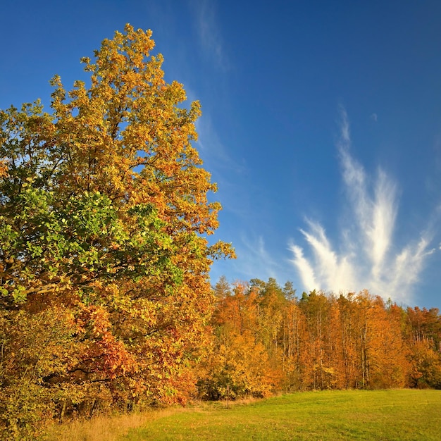 Autumn time Beautiful landscape with colorful trees Outdoor natural background for fall time