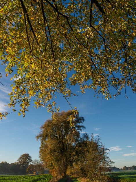 Autumn time at a river in westphalia