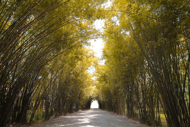 Autumn tone Bamboo forest in thailand