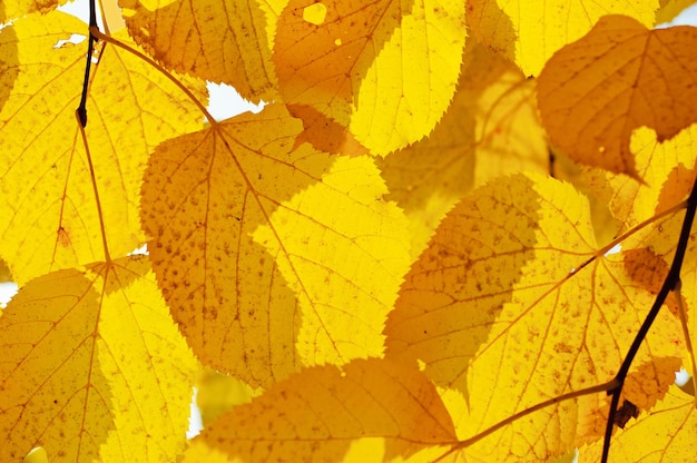 Осенняя ветка дерева на фоне голубого неба