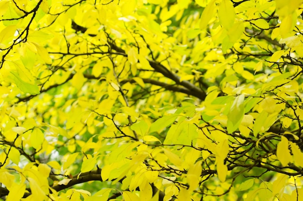 Autumn tree branch, natural fall vivid background