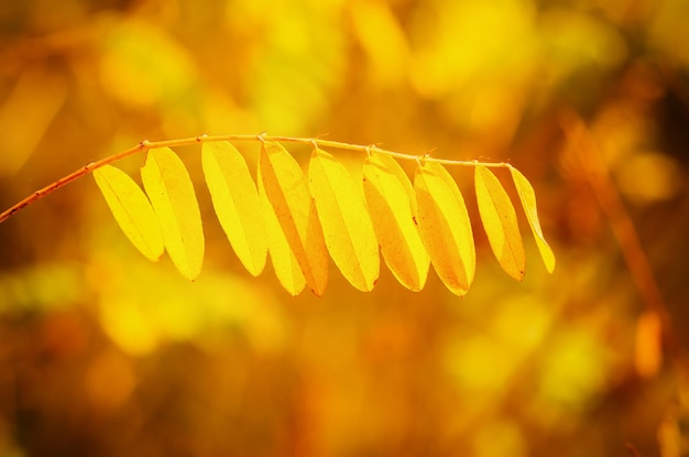 Autumn tree branch