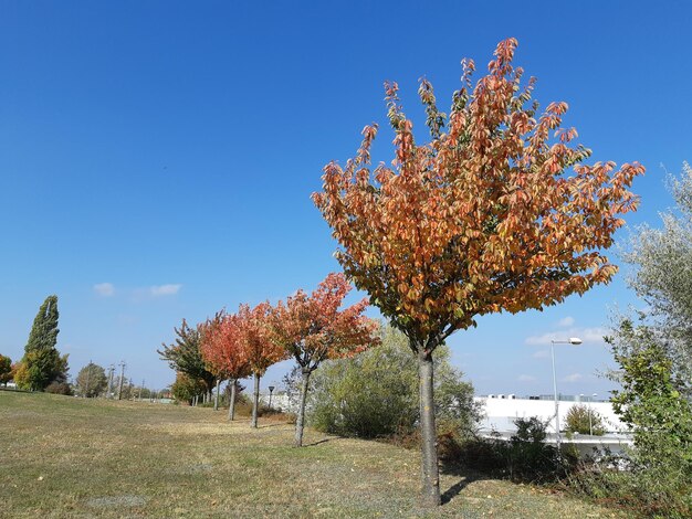 Autumn tree on field against clear blue sky