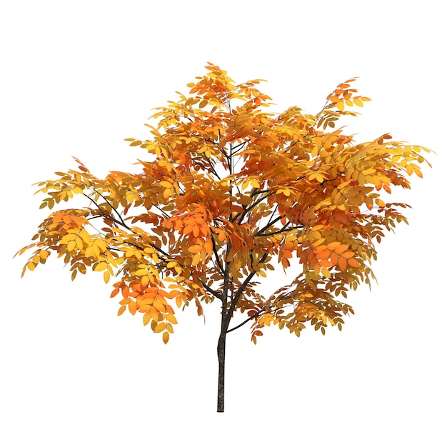 Albero autunnale isolato su sfondo bianco, illustrazione 3d, rendering cg