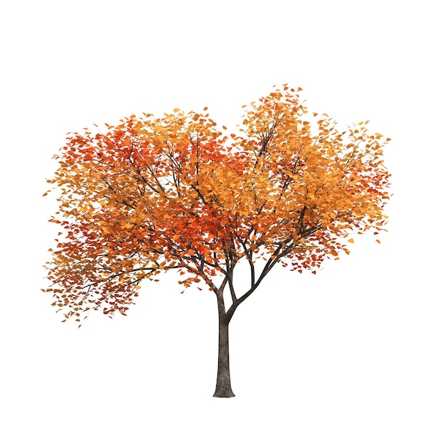 Foto albero autunnale isolato su sfondo bianco, illustrazione 3d, rendering cg