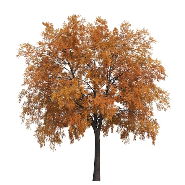 Photo autumn tree isolated on white background, 3d illustration, cg render