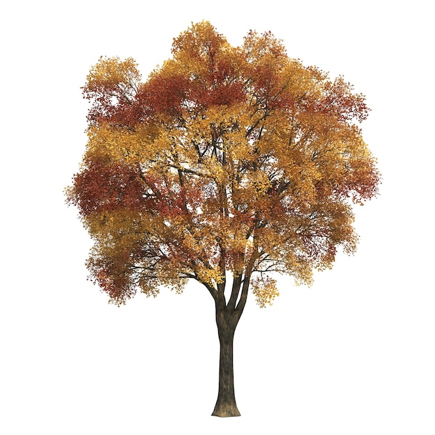 Осеннее дерево на белом фоне, 3D иллюстрация, cg render