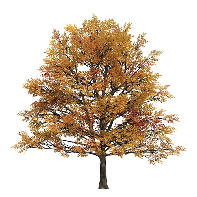 Photo autumn tree isolated on white background, 3d illustration, cg render