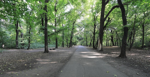 公園の秋の木の小道