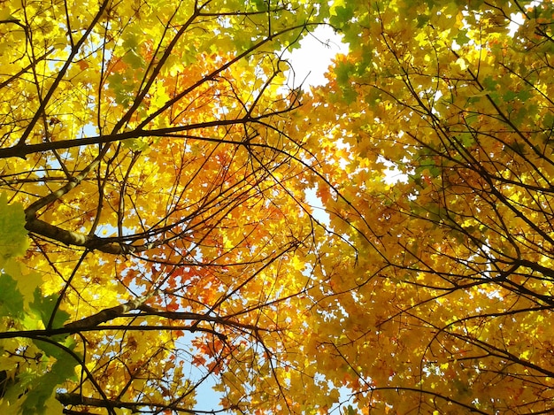 Photo autumn tree leaves