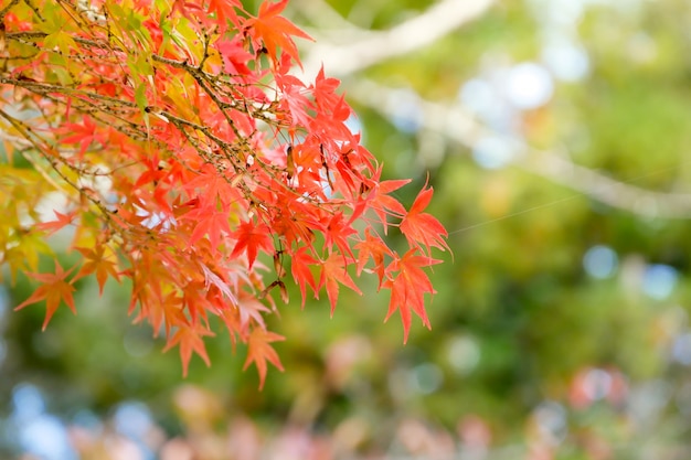autumn tree leaves