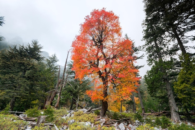 Autumn tree in the mountains beauty of nature