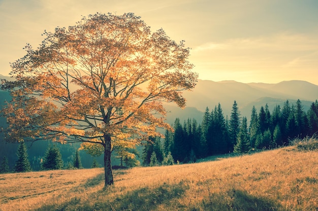 Autumn tree in mountains landscape vintage