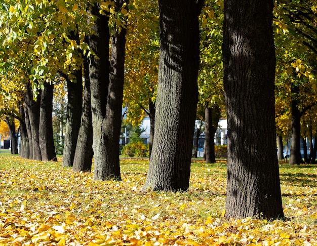 Autumn tree trunks in park landscape background