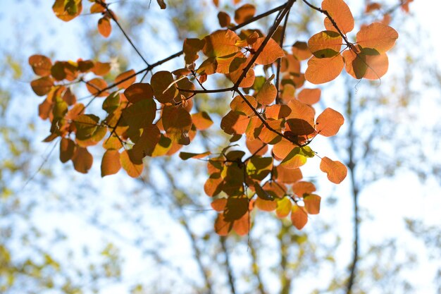 Autumn tree twigs on sky background