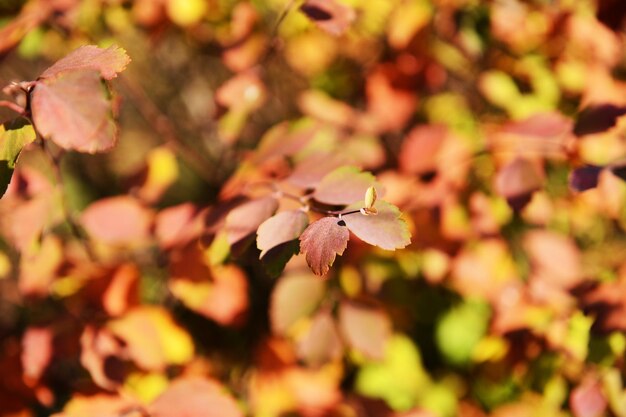 Autumn tree twigs