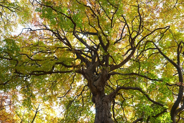 Autumn tree in the warm sunny day