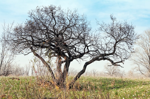 Autumn. A tree with bare branches