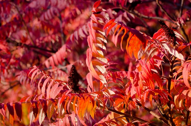 Autumn tree with big bright red leaves.