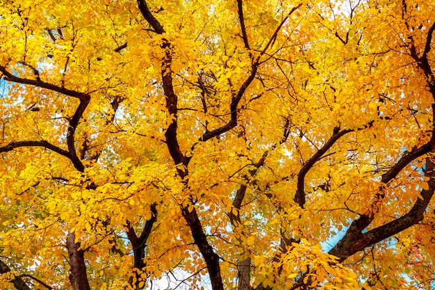 Albero d'autunno con foglie di colore giallo brillante.