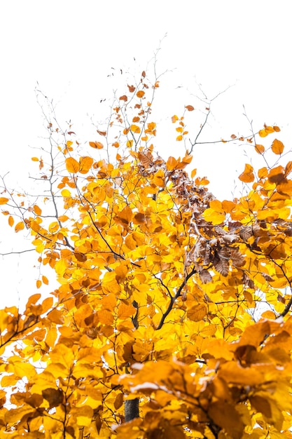 Foto albero autunnale con foglie colorate