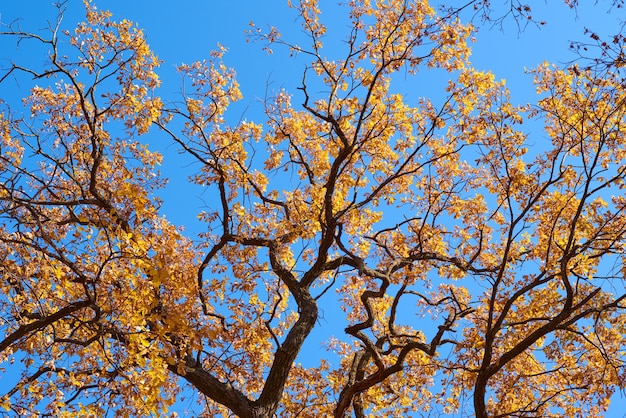 Autumn tree with golden leaves on blue sky