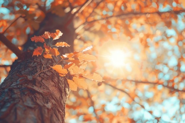 Autumn tree with vintage filter and sun flare