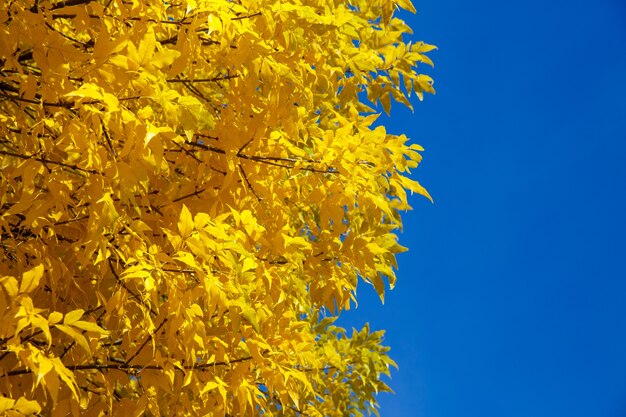 Autumn tree with yellow leaves against the blue sky