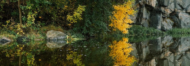 Осеннее дерево с желтыми листьями, отражающимися в воде