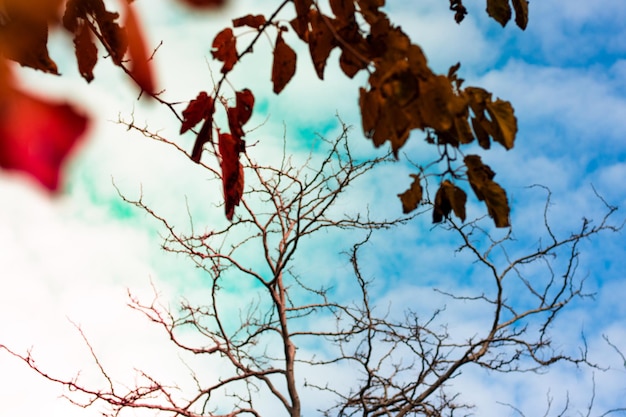 Осеннее дерево, свидетель сезонной трансформации природы