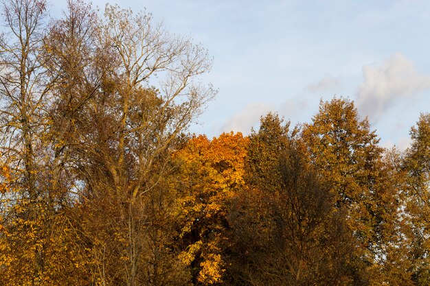 Autumn tree