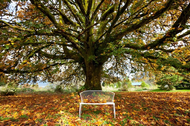 Autumn tree