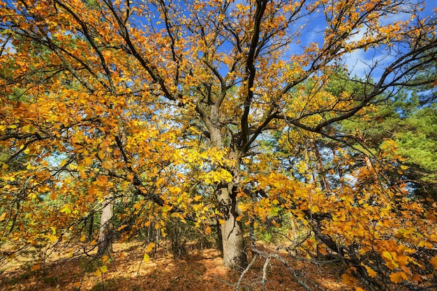 Photo autumn tree