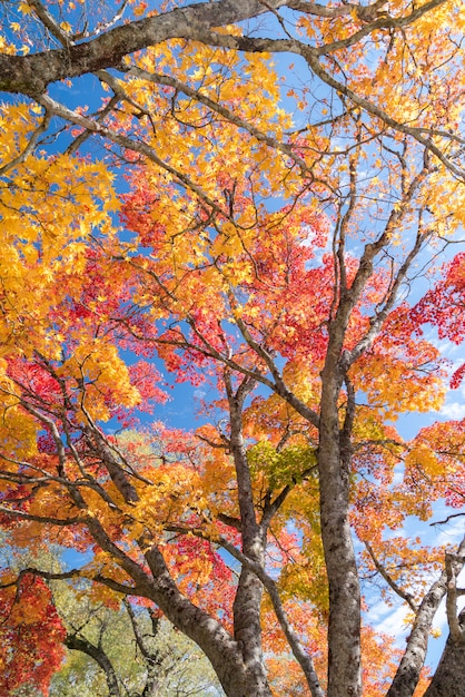 가을과 나무