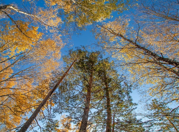 Autumn trees against the blue sky view up