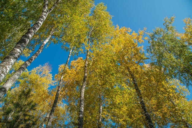 Autumn trees against the blue sky