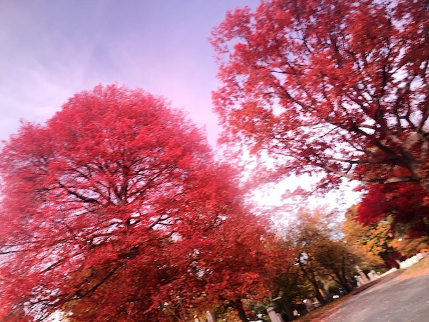 Autumn trees against sky