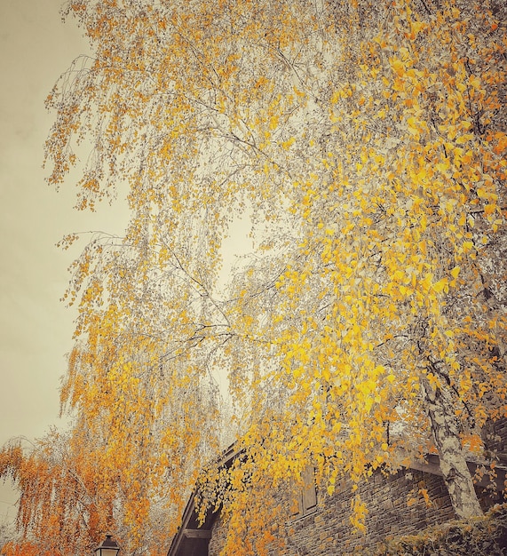 Autumn trees against sky