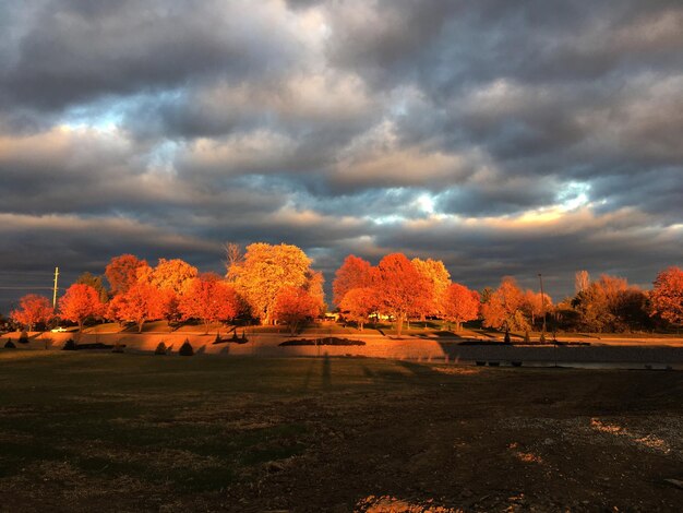 Photo autumn trees against sky