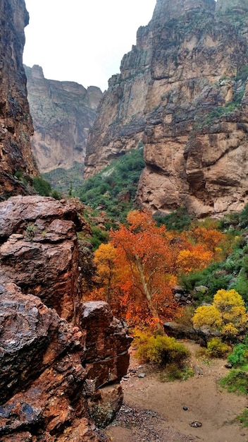 Autumn trees amidst rocky mountains against sky