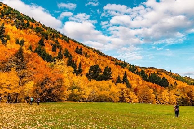 Photo autumn trees in arrowtown new zealand