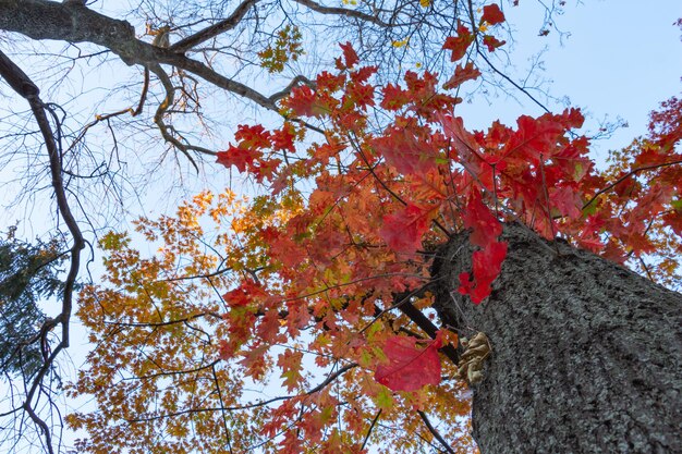 Photo autumn trees on the background of the blue sky golden season fall background