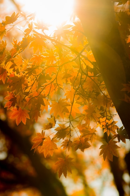 Autumn trees blur background