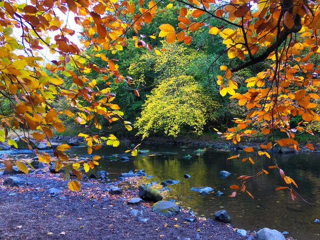 Photo autumn trees by river