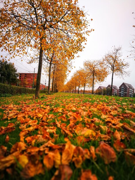 Autumn trees on field against clear sky