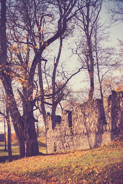 Foto alberi d'autunno sul campo