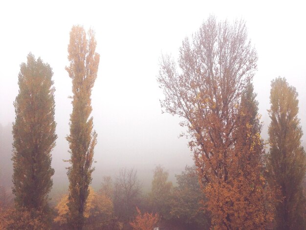 Autumn trees in foggy weather