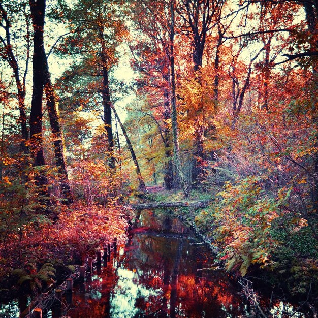 Photo autumn trees in a forest